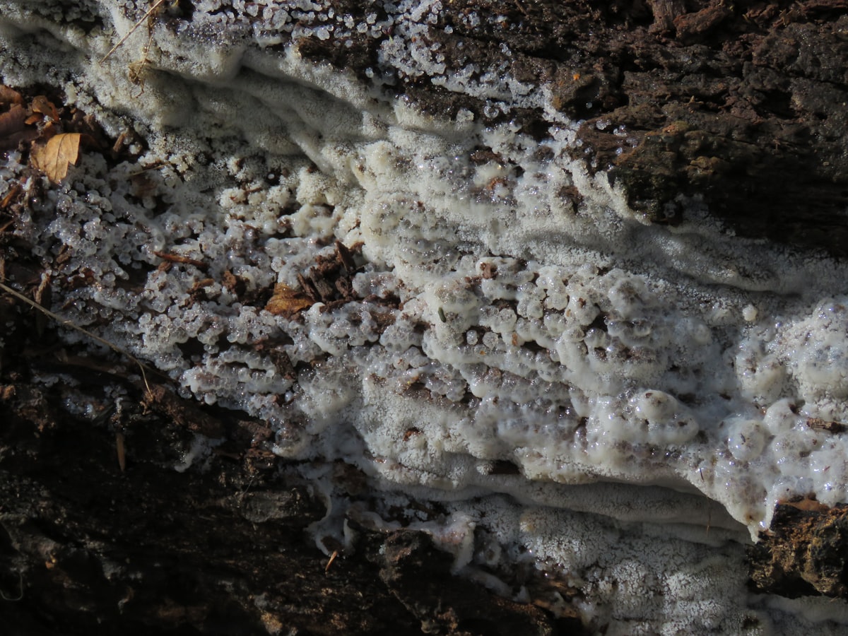 Gas Safety & Certificates service in Havant - Havant Boiler Repair